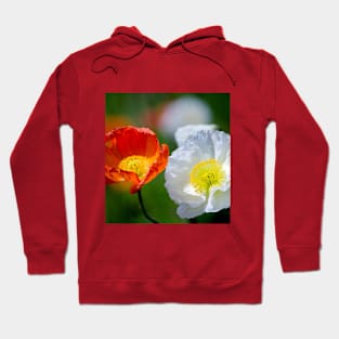 Beautiful poppy flowers close up Hoodie